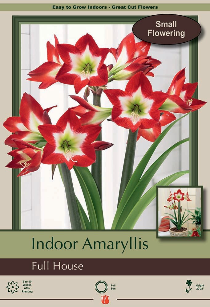 Full House Amaryllis - Exotic - Easy to Grow! - 26/+ cm Bulb