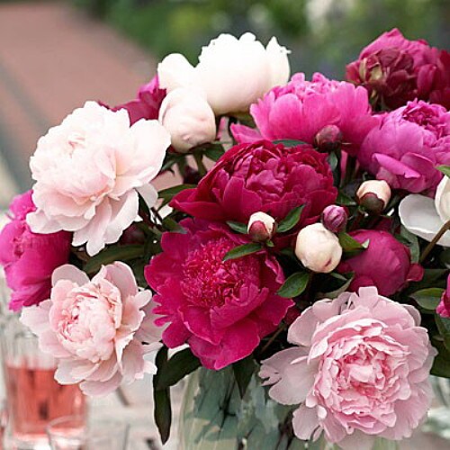 &#x27;Cotton Candy&#x27; Double Peony Mix - Fragrant - 2/3 eyes - 3 Roots