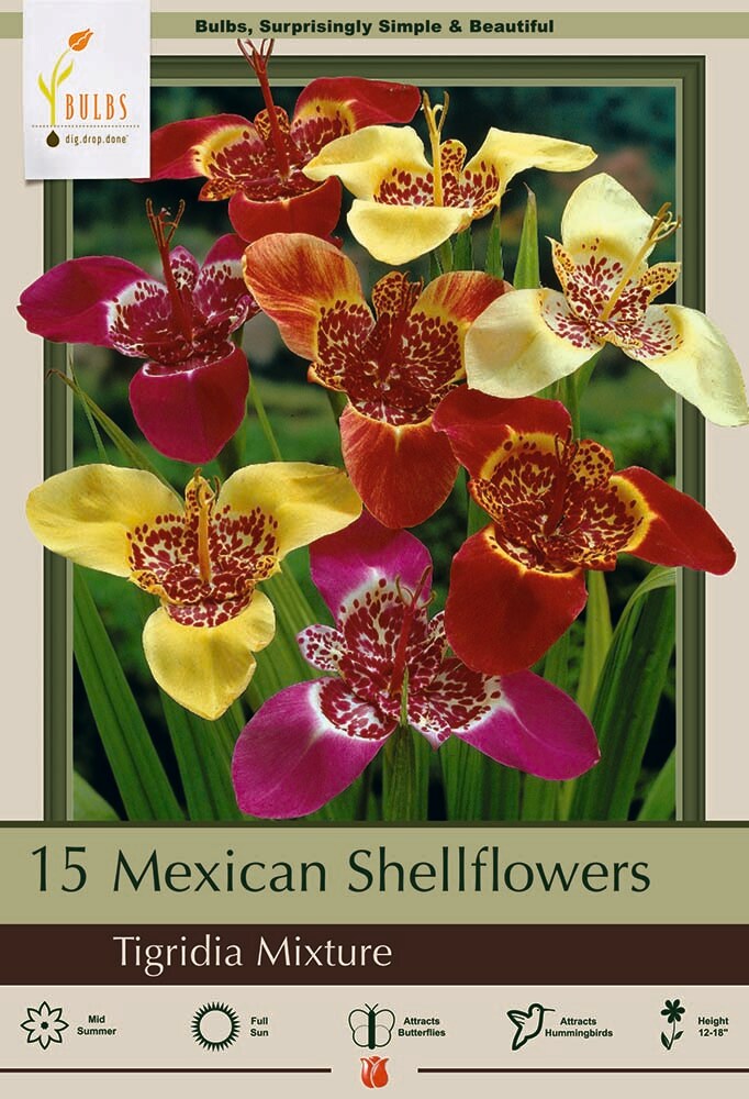 Mexican Shell Flower Mix 15 Bulbs - 9/+ cm - Tigridia Pavonia - Mixed Color!