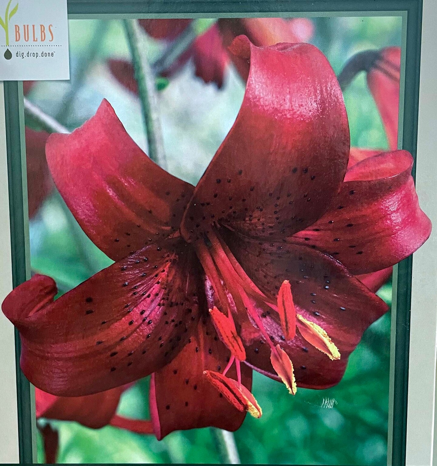 Red Velvet Asiatic Lily 2 Bulbs 14/16cm - Briliant Red