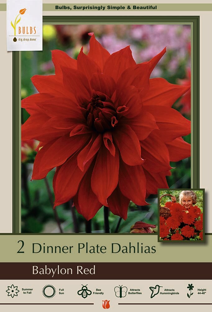 Babylon Red Dinnerplate Dahlia - 2 Bulb Clumps