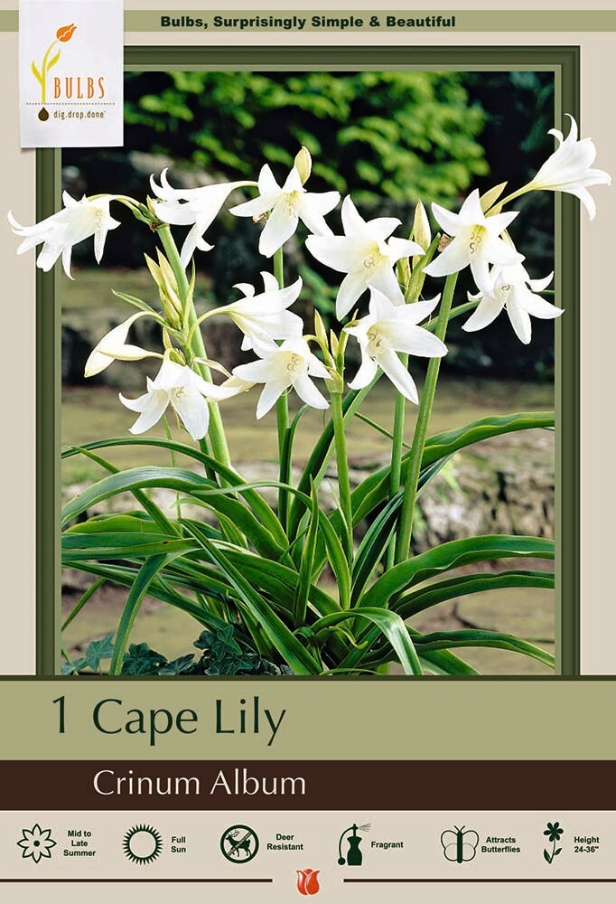 White Powell&#x27;s Crinum Cape Lily 1 Bulb 24/+ cm