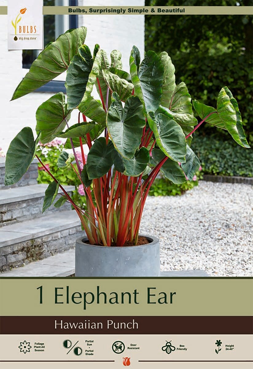 Hawaiian Punch Elephant Ear 1 Bulb 9/11" - Colocasia - Lime Green/Dark Veins