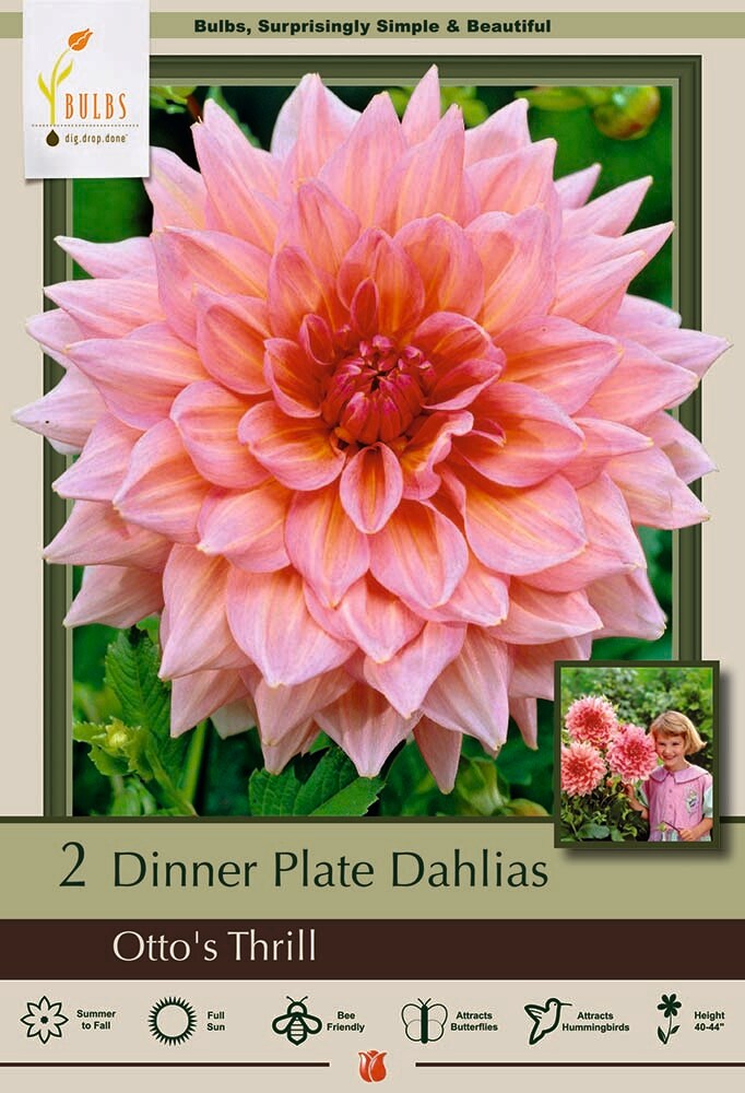 Otto&#x27;s Thrill Decorative Dinnerplate  Dahlia - 2 Bulb Clumps