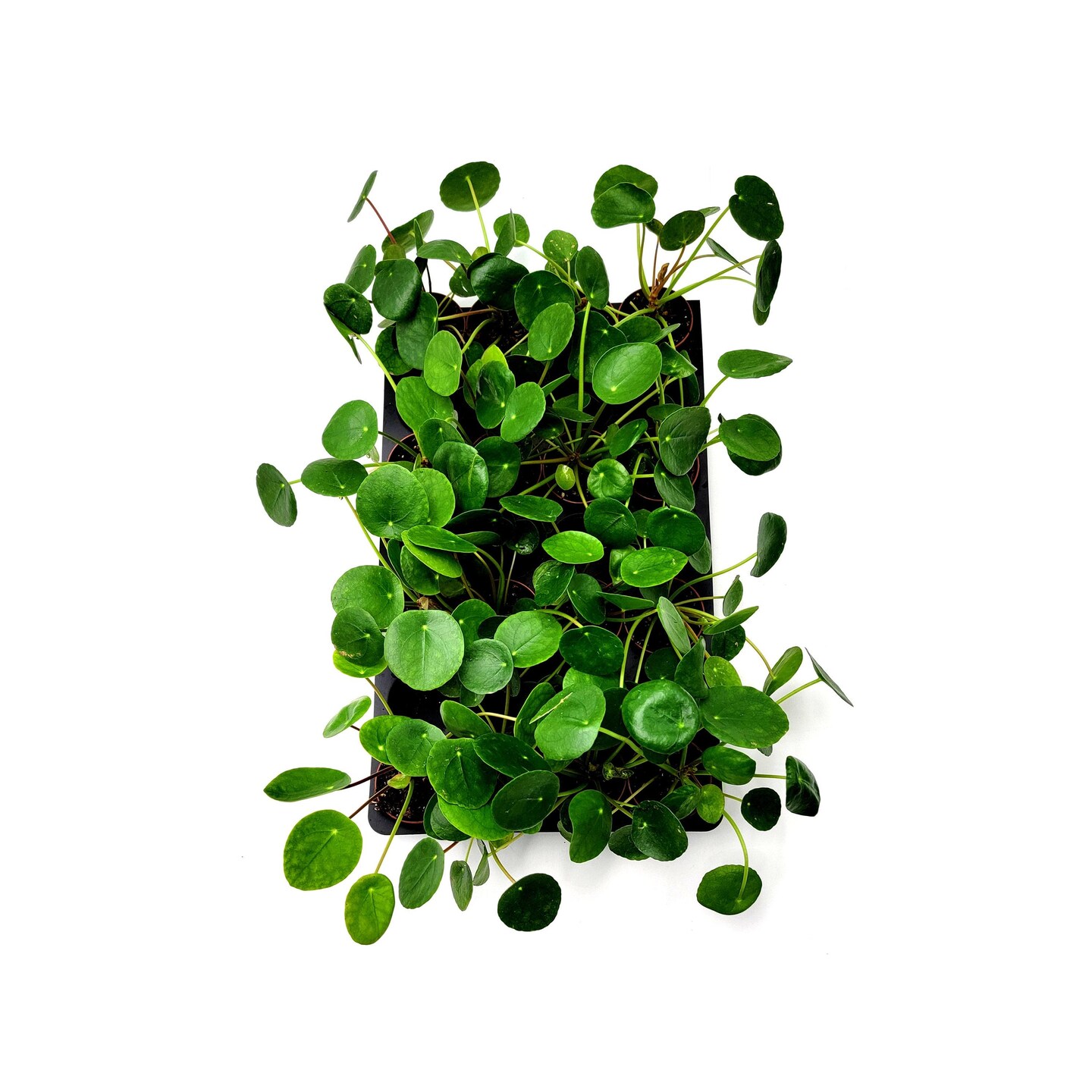 Wholesale Plants, Bulk Chinese Money Plant, Pilea peperomioides, UFO Plant, Pancake  Plant for Volume Discount, Group Order - 10 2.5" Pots | MakerPlace by  Michaels