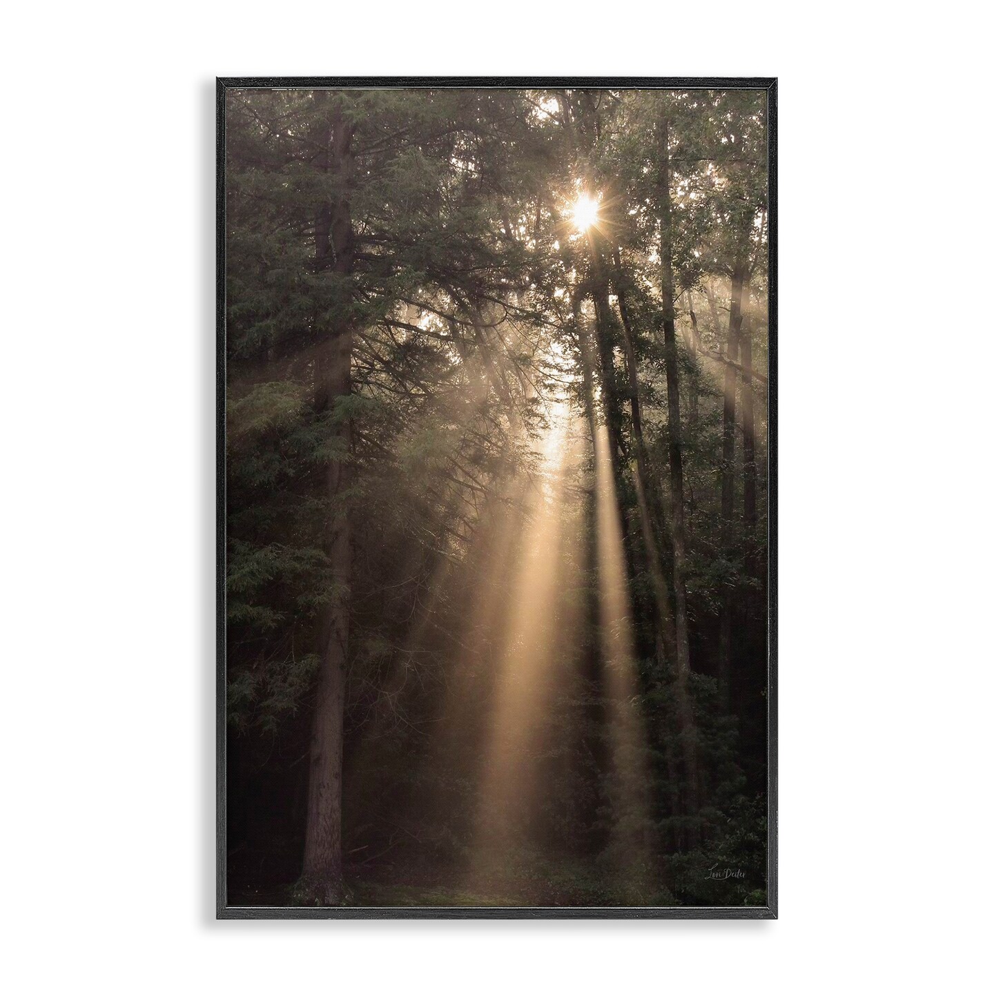 Stupell Industries Sunlight Through Tree Canopy Framed Giclee Wall Art Design by Lori Deiter