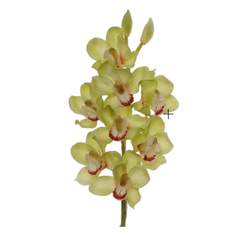 Green 30&#x22; Cymbidium Orchid Stem