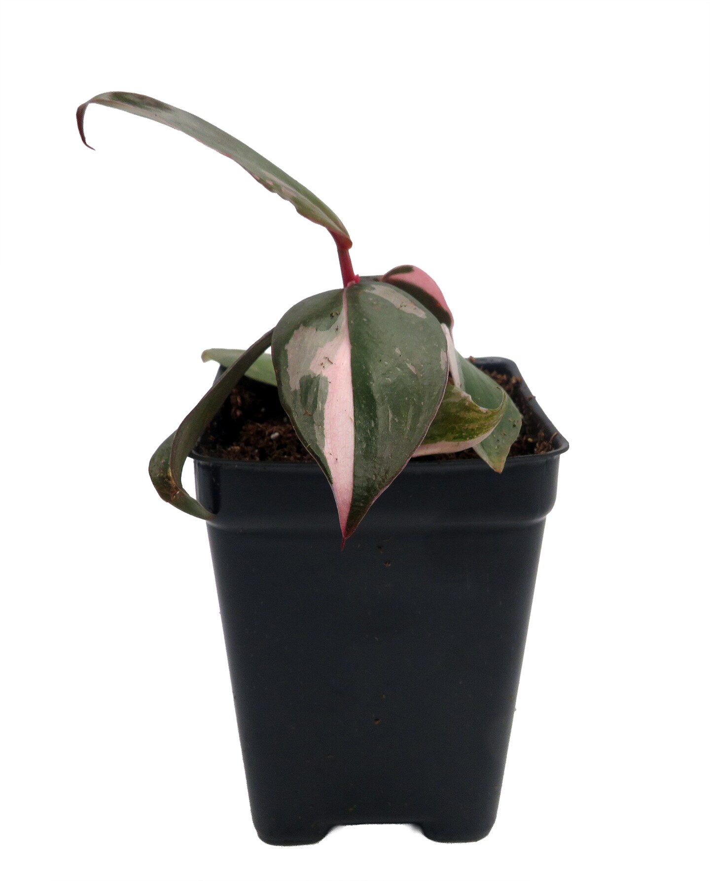 Rare Pink Princess Philodendron - 2.5" Pot - Collector's Series