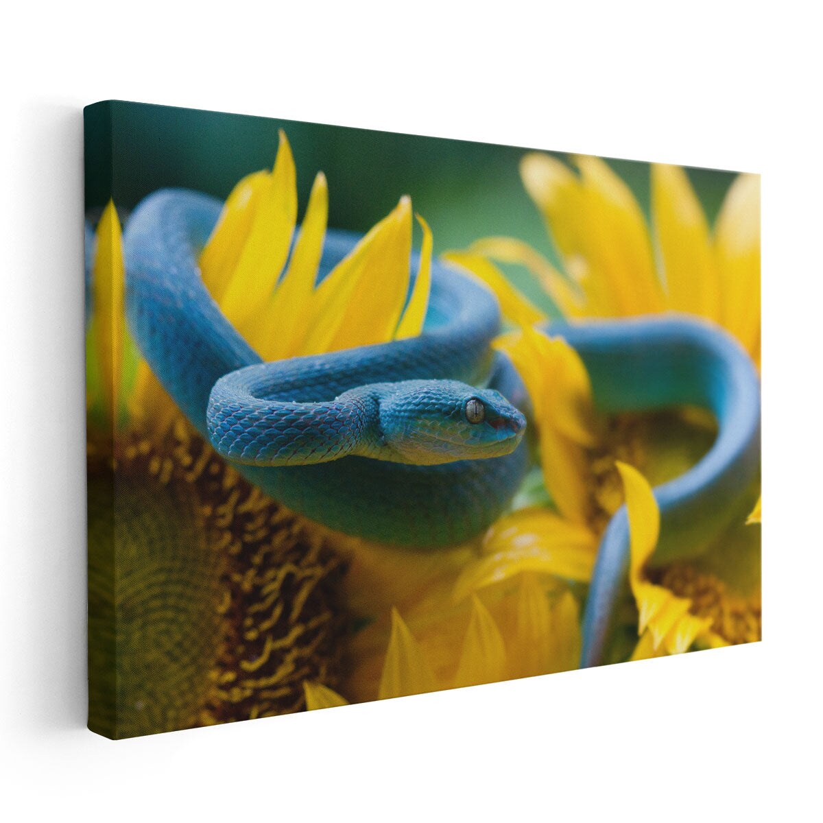 Blue Viper Snake On Sunflower Canvas Print Wall Art