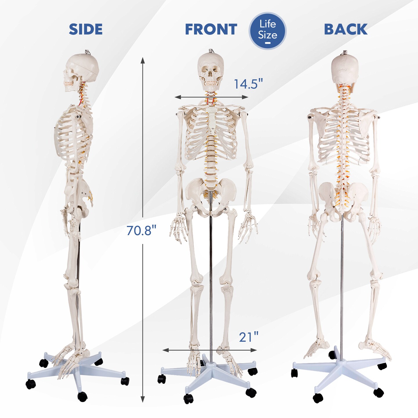 70" Full Body Skeleton Model with Poster and Rolling Stand for Doctors Teachers or Students