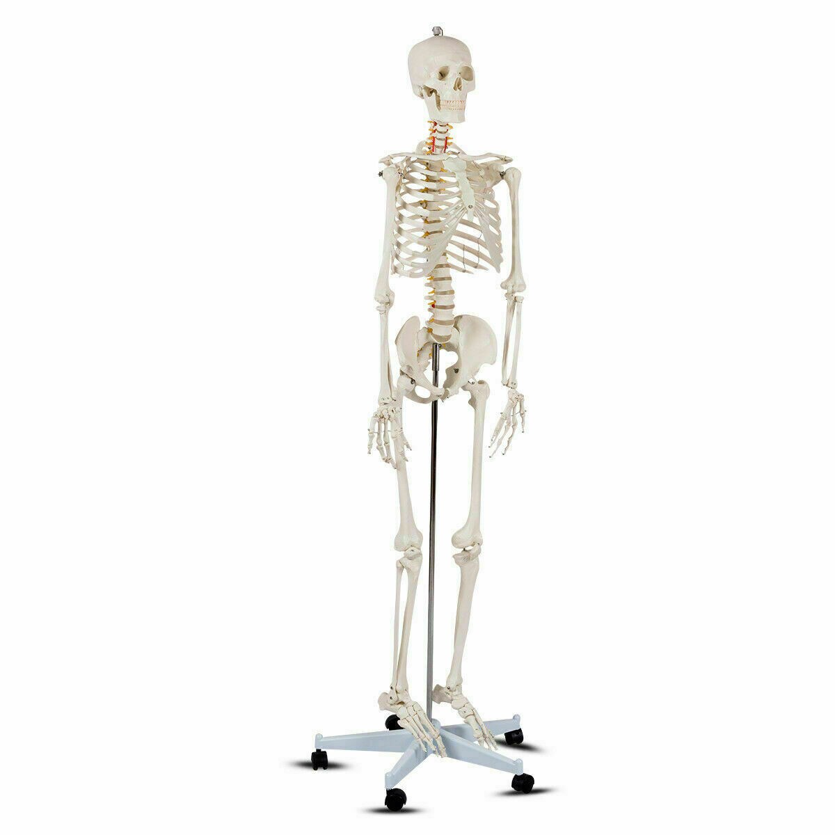 70" Full Body Skeleton Model with Poster and Rolling Stand for Doctors Teachers or Students