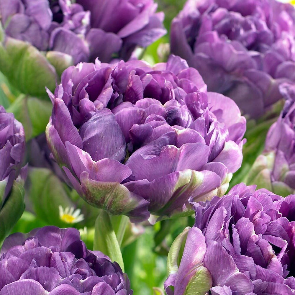 Blue Wow Double Late Peony Flowered Tulip 5 Bulbs - 11/12cm Bulbs