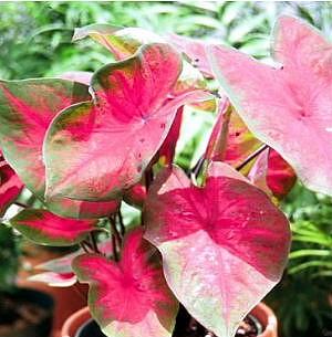 Postman Joyner Caladium 3 Bulbs - Deep Red/Green Margin