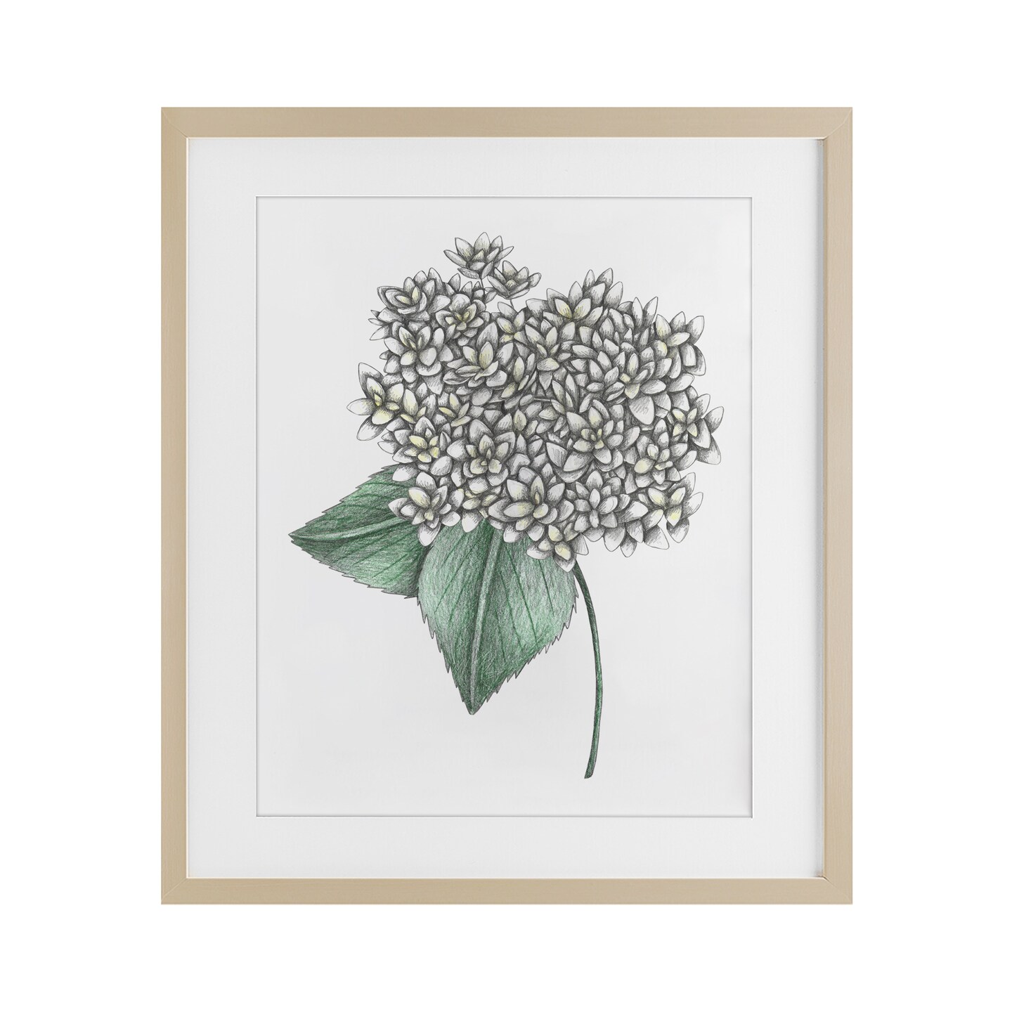 Stupell Industries White Hydrangea Sketch Blossom Framed Print Under Glass, design by Cecilia Battaini