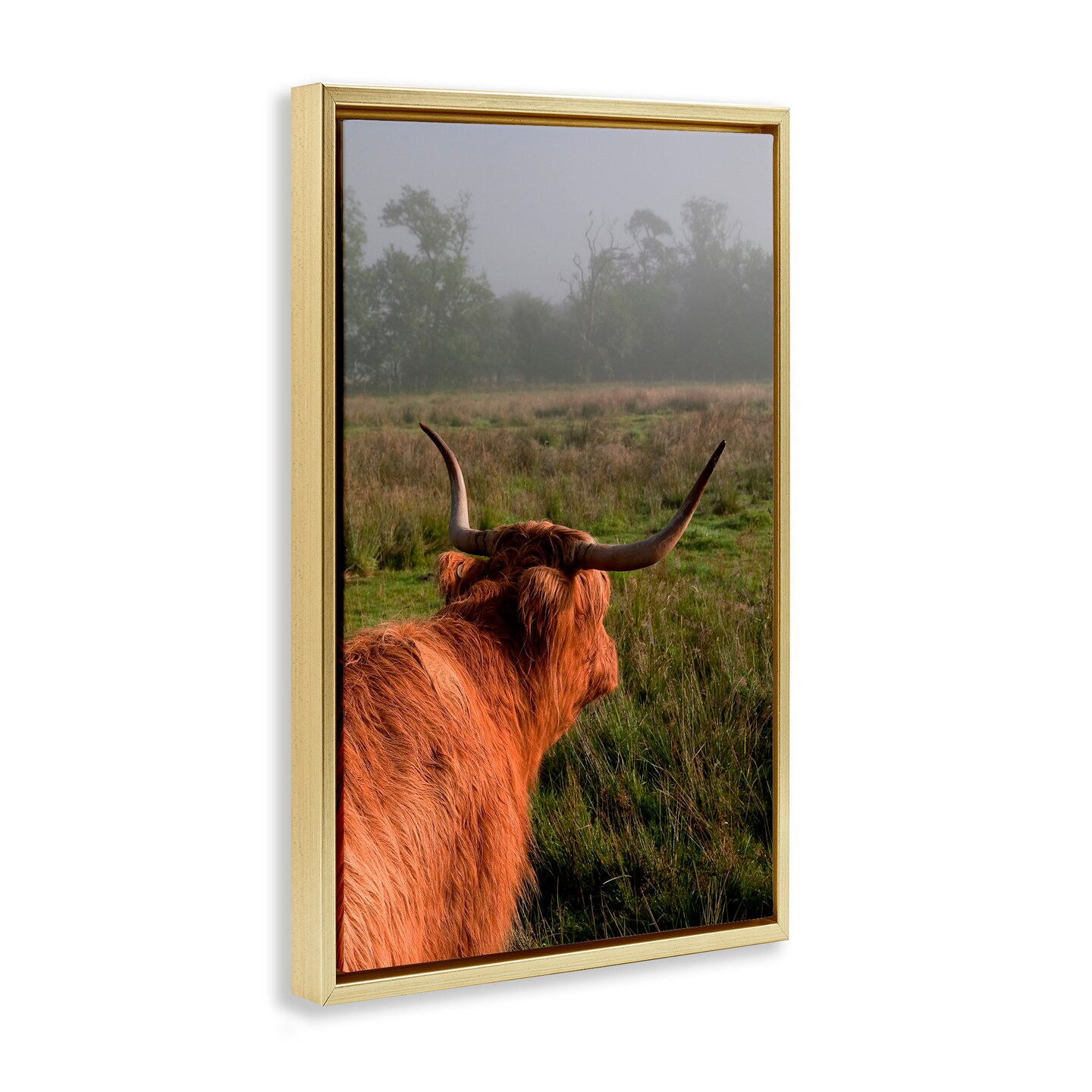 Stupell Industries Highland Cow Gazing Out Floating Frame, design by Jenny Rainbow Fine Art