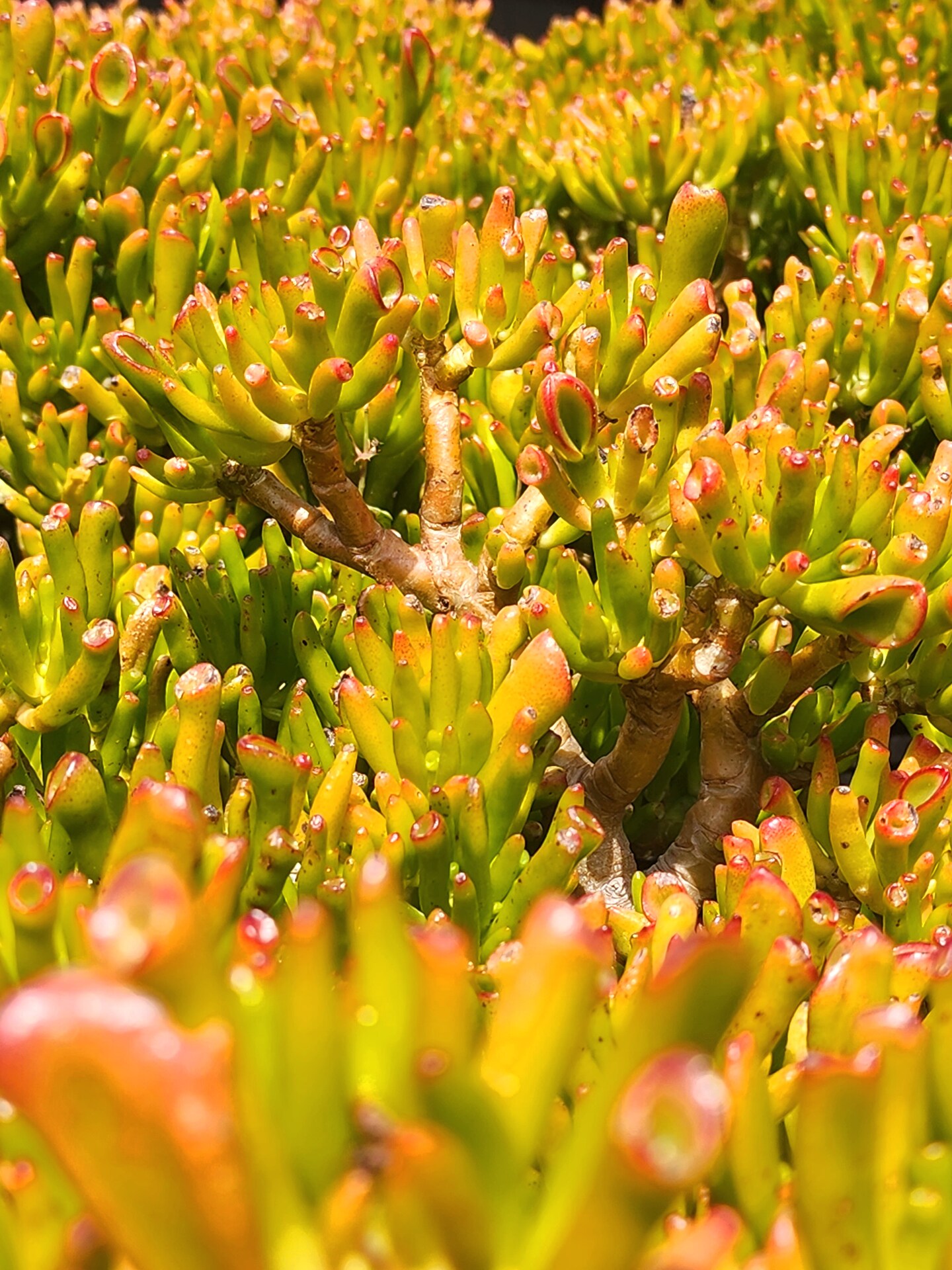 Crasula Ovata Gollum Small Thick trunk 10 years old plant. appx. |  MakerPlace by Michaels