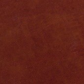 Acadia Tan