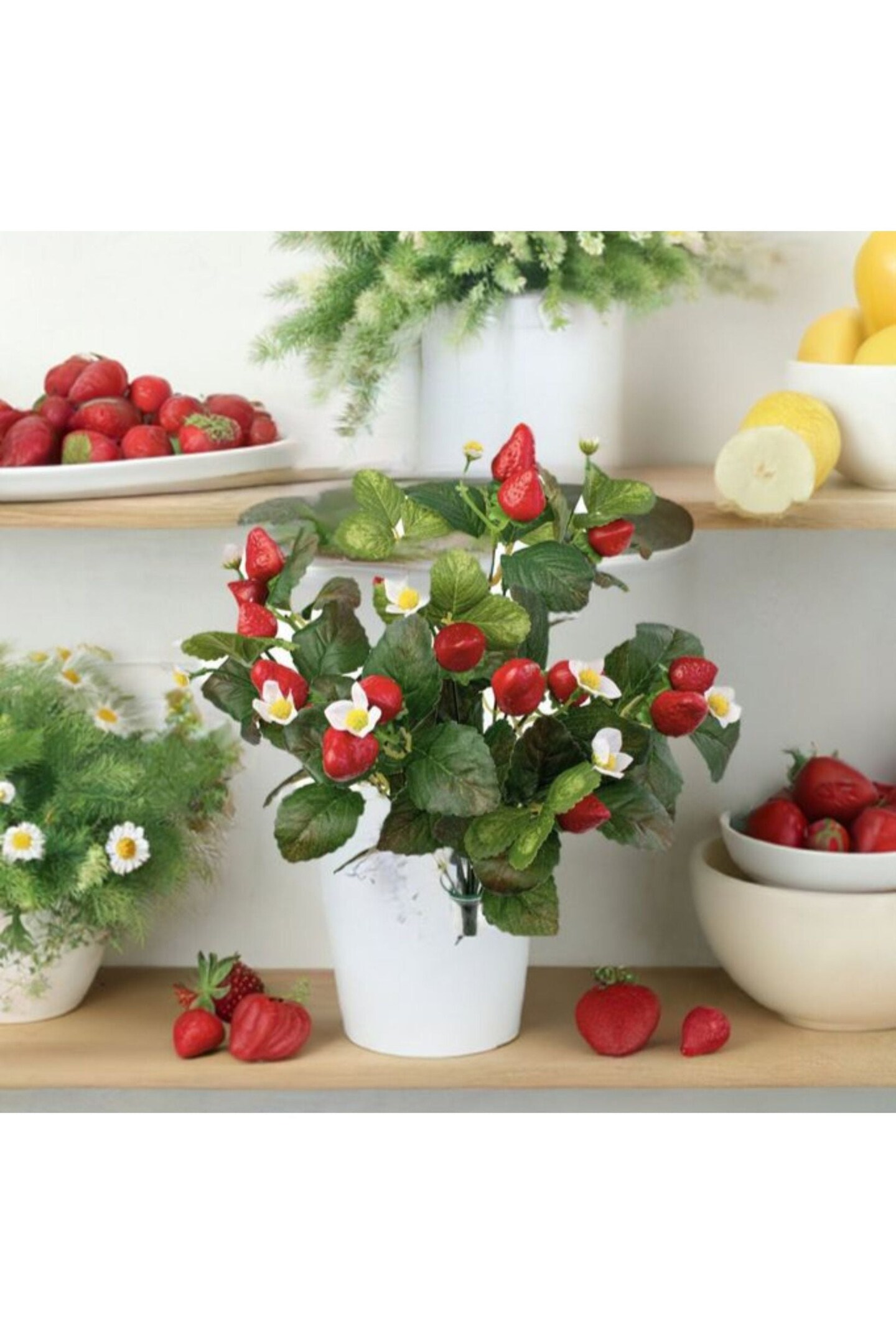 17&#x22; Strawberry Bush