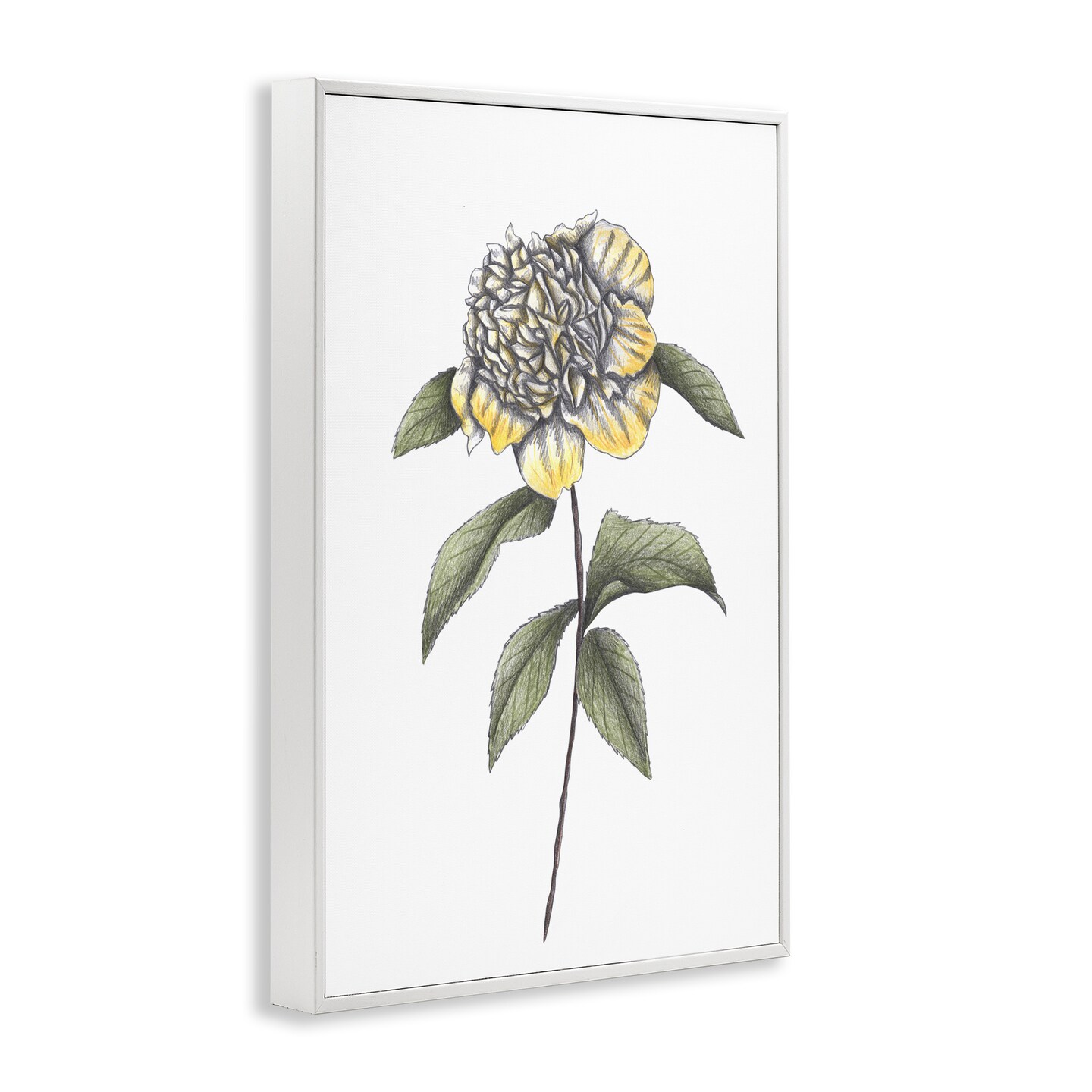 Stupell Industries Camellia Flower Illustration Framed Giclee, design by Cecilia Battaini