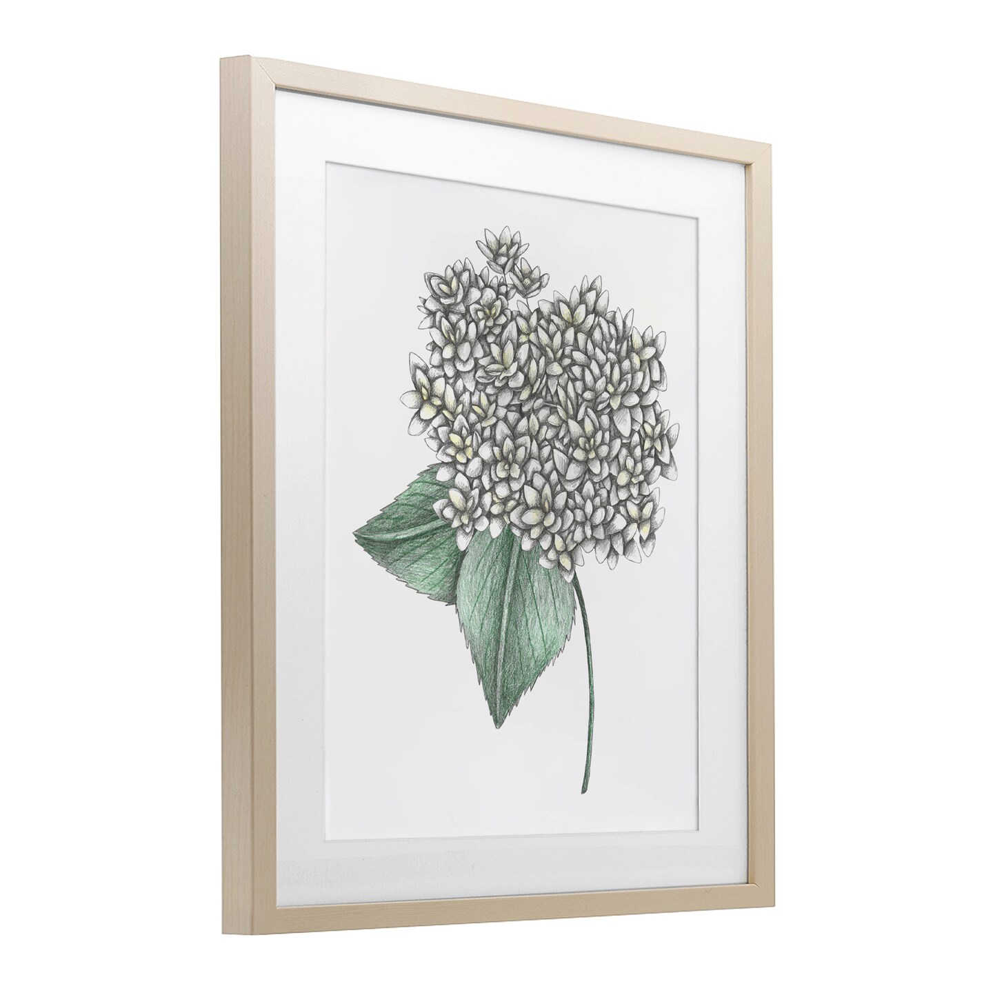 Stupell Industries White Hydrangea Sketch Blossom Framed Print Under Glass, design by Cecilia Battaini