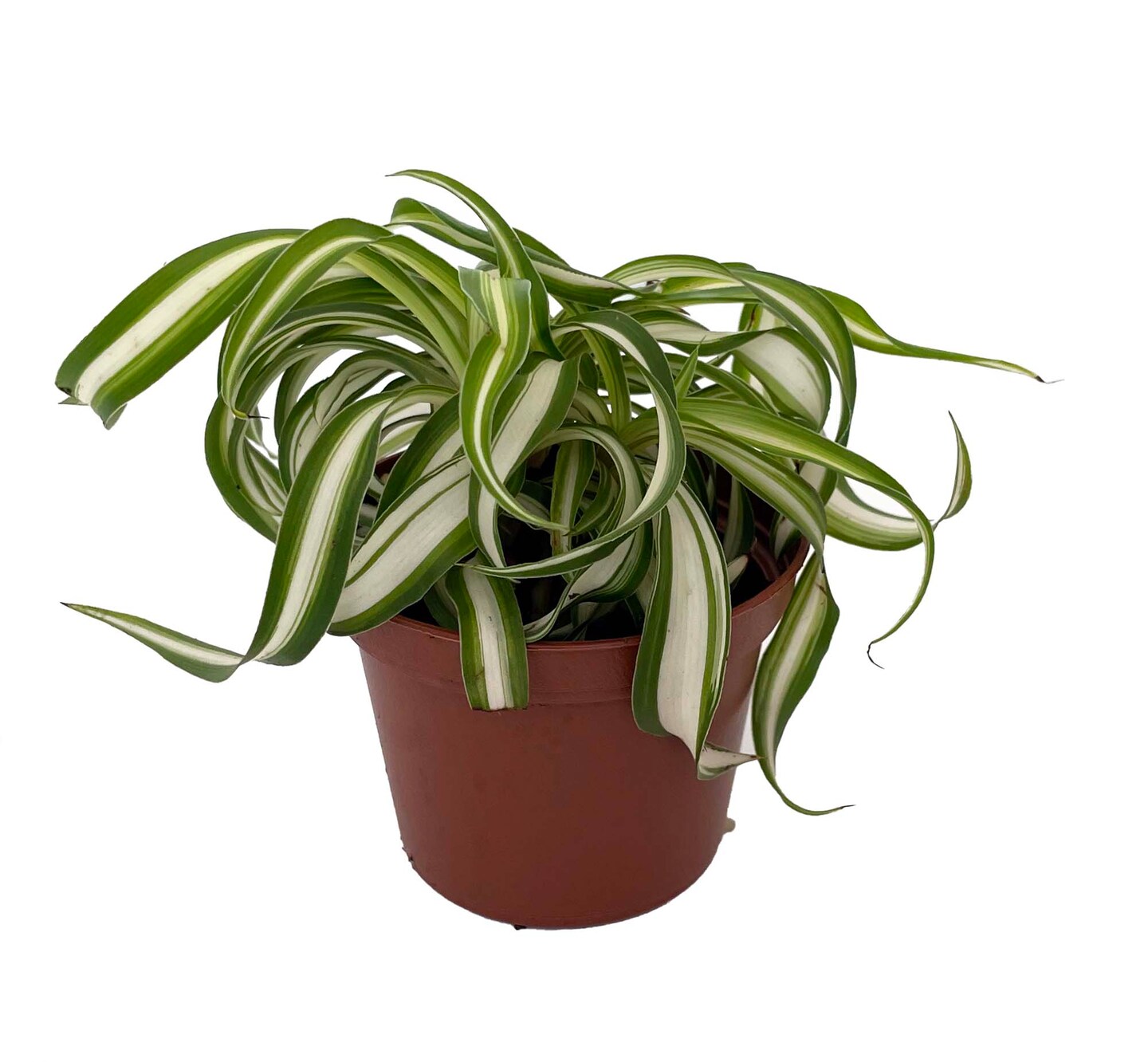 Bonnie Curly Spider Plant