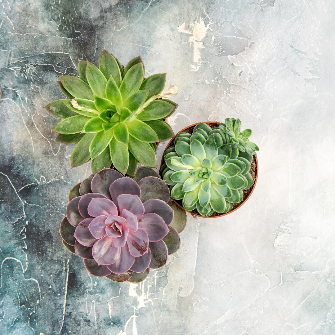 succulent wreaths Succulent Arrangement