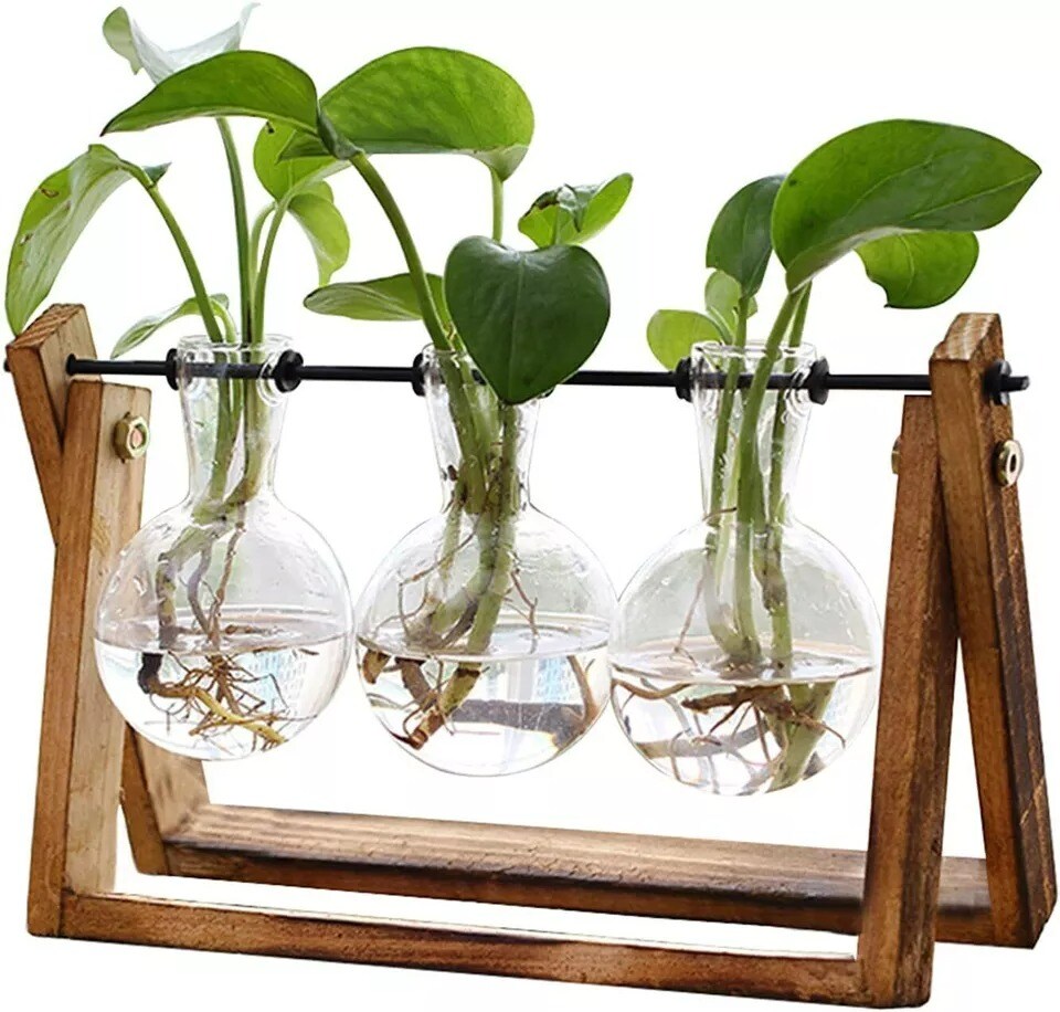 Kit Hydroponique 3 Bouteilles En Verre + Plateau En Bois - Pour Boutures, Propagation De Plantes - Vase Transparent, Bouchons En Bois Inclus