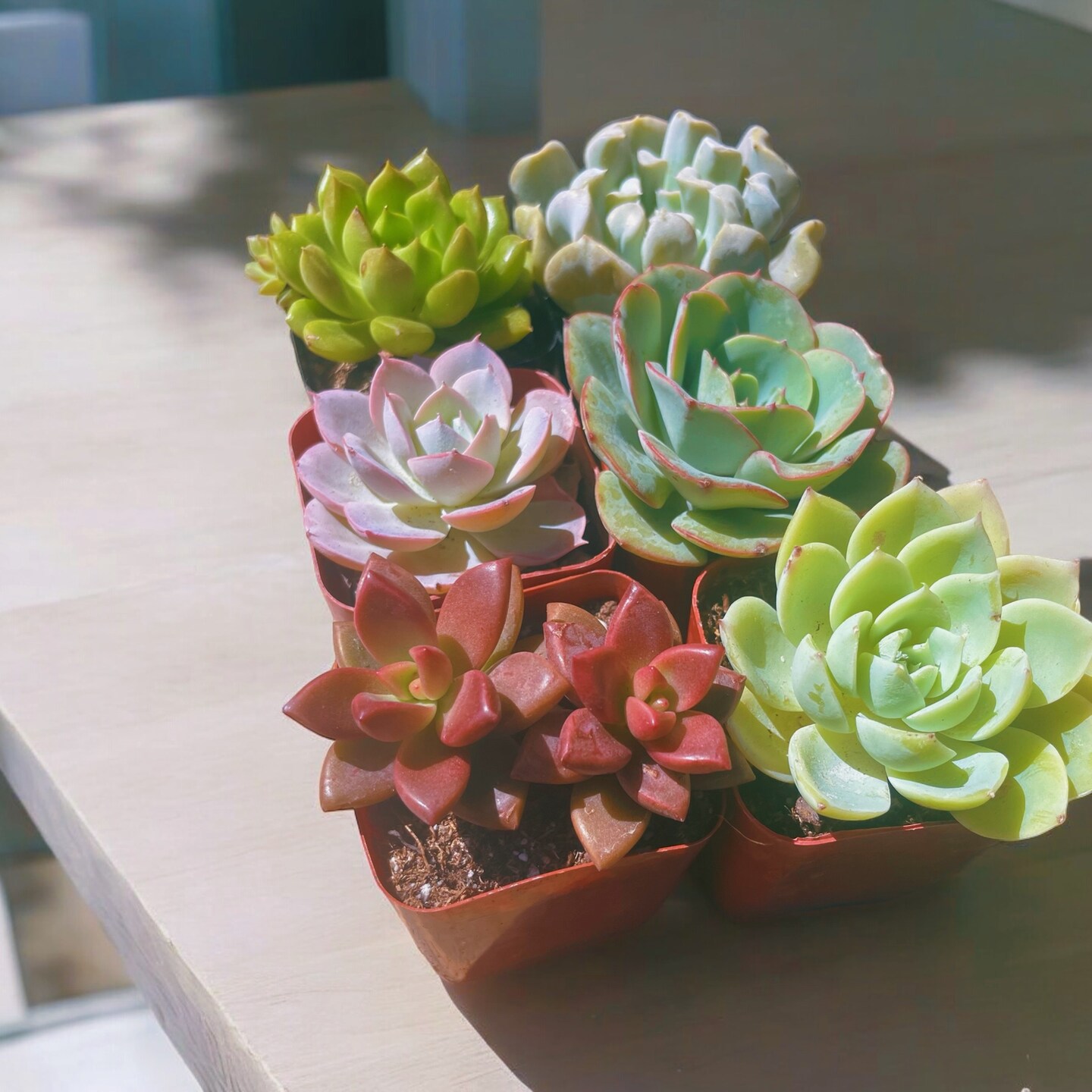 Succulents SucculentsII 2冊セット Succulents SucculentsII 2冊セット Succulents SucculentsII 2