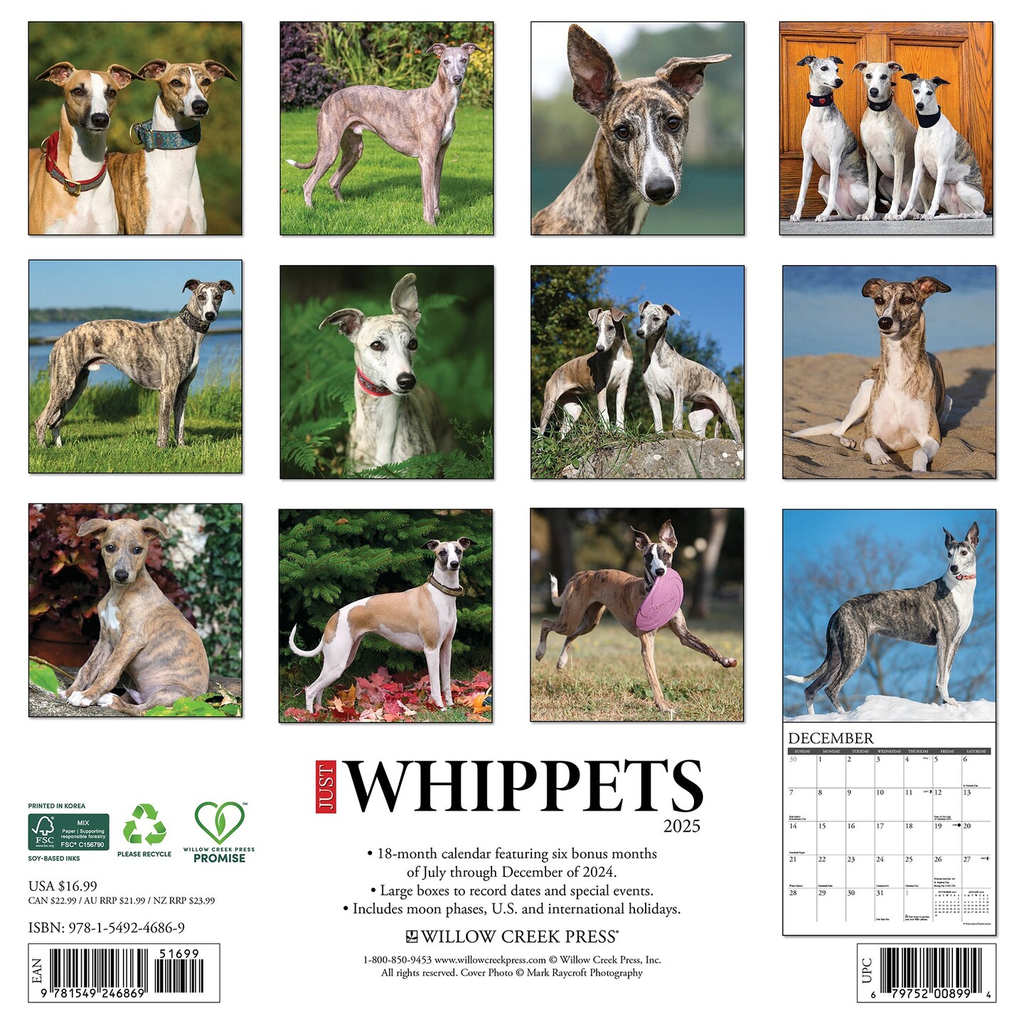 Whippets 2025 Wall Calendar