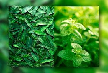 Eucalyptus &#x26; Spearmint - Premium Fragrance Oil