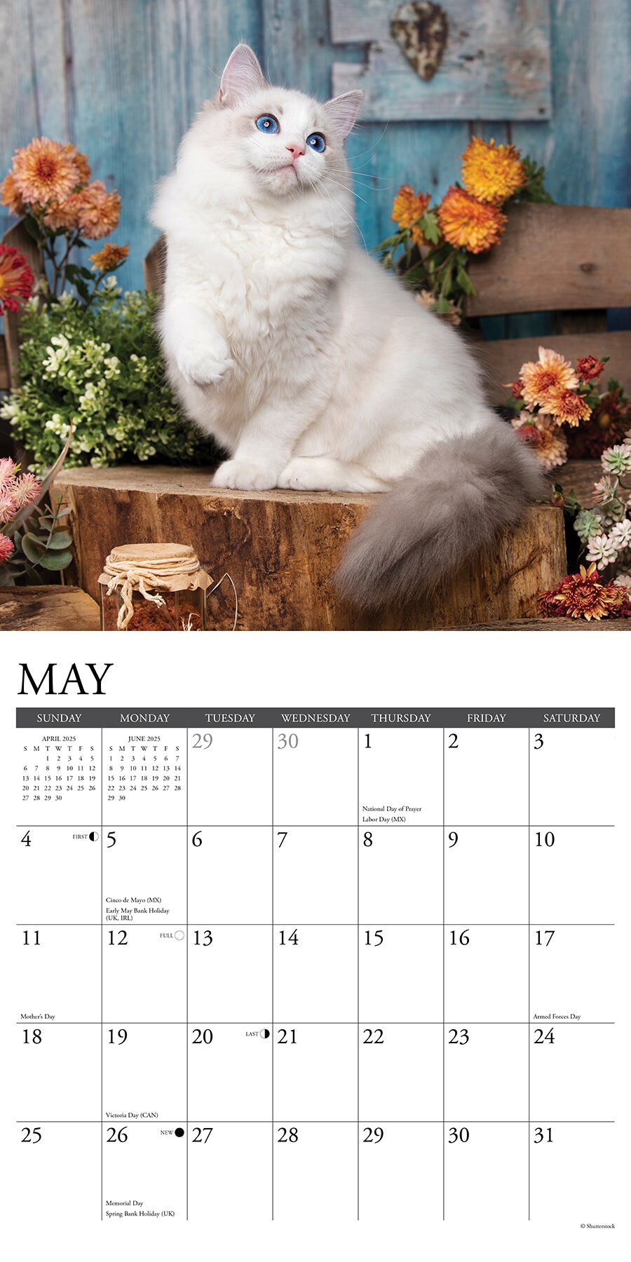 Ragdoll Cats 2025 Wall Calendar