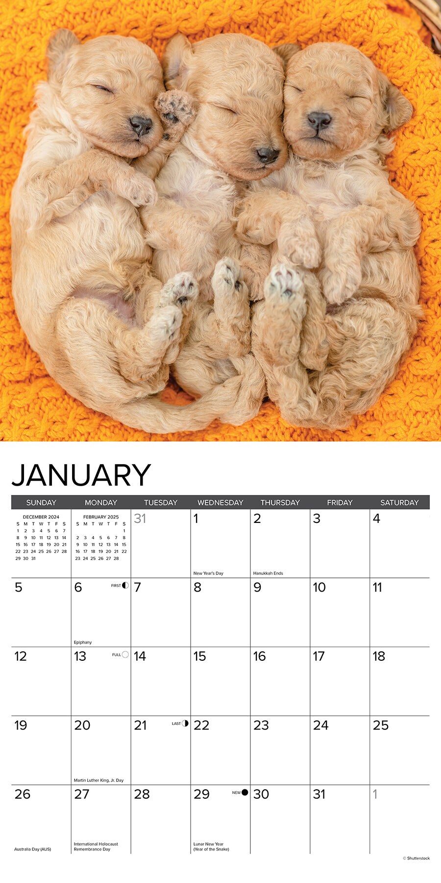 Poodle Puppies 2025 Wall Calendar