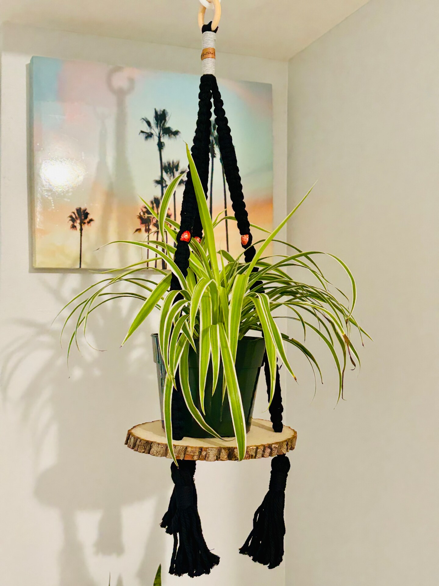 plant haworthia succulent Haworthia fasciata 'Zebra Plant'