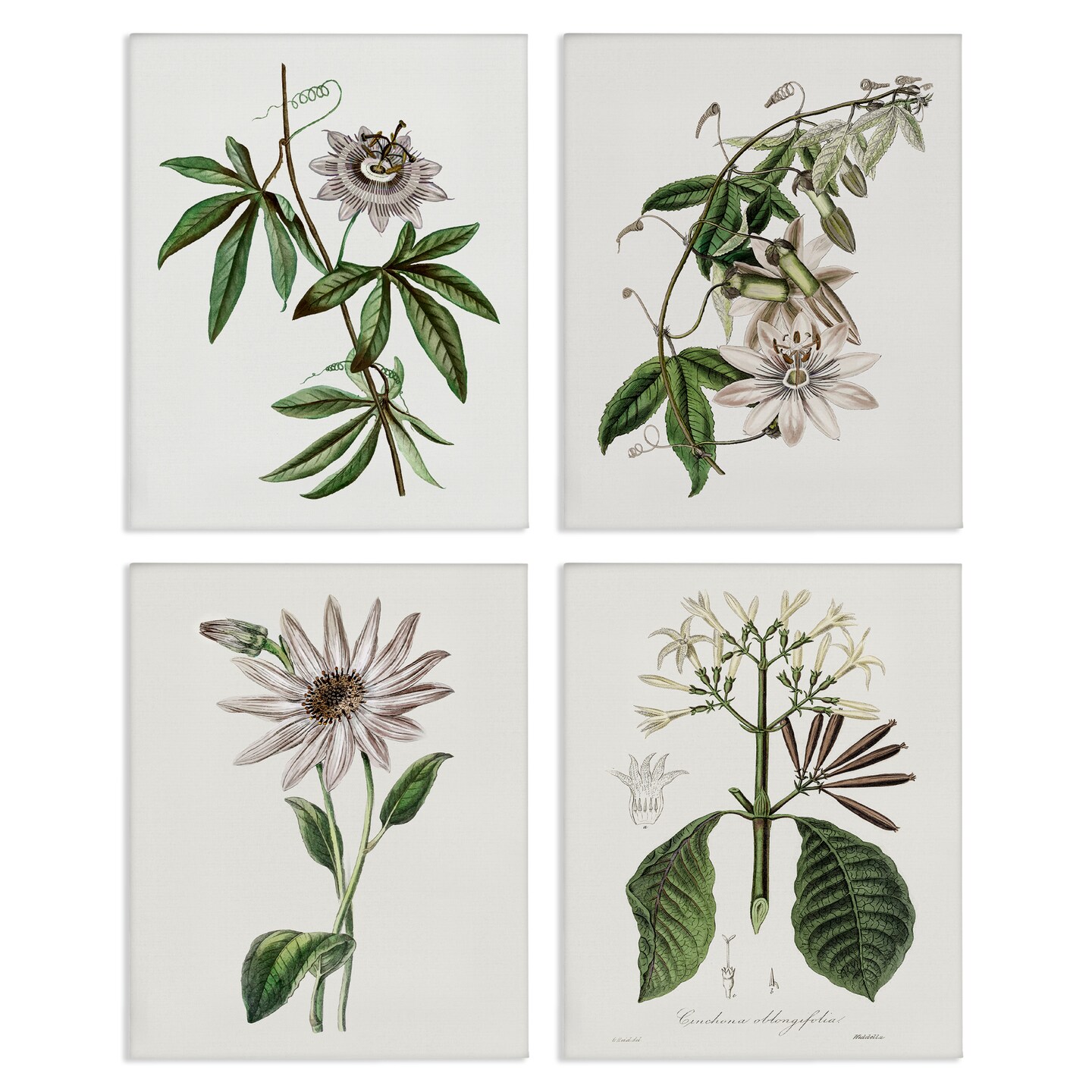 Stupell Industries Various Vintage Botanicals 4pc Canvas Set Design by CAD Design