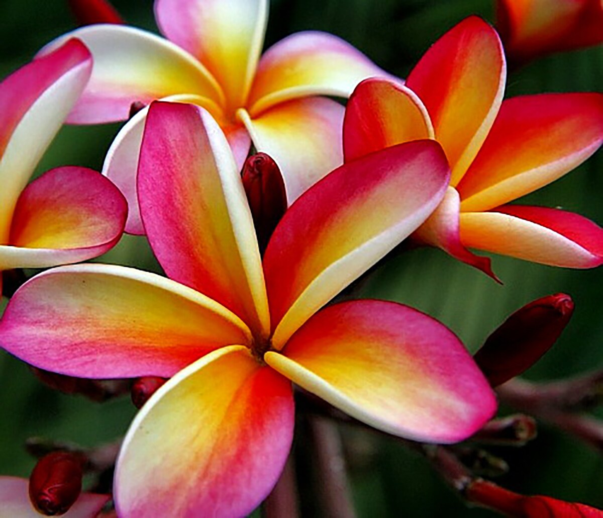 Exotic Thailand Rainbow Plumeria Plant - Frangipani - 8 - 10" Cutting