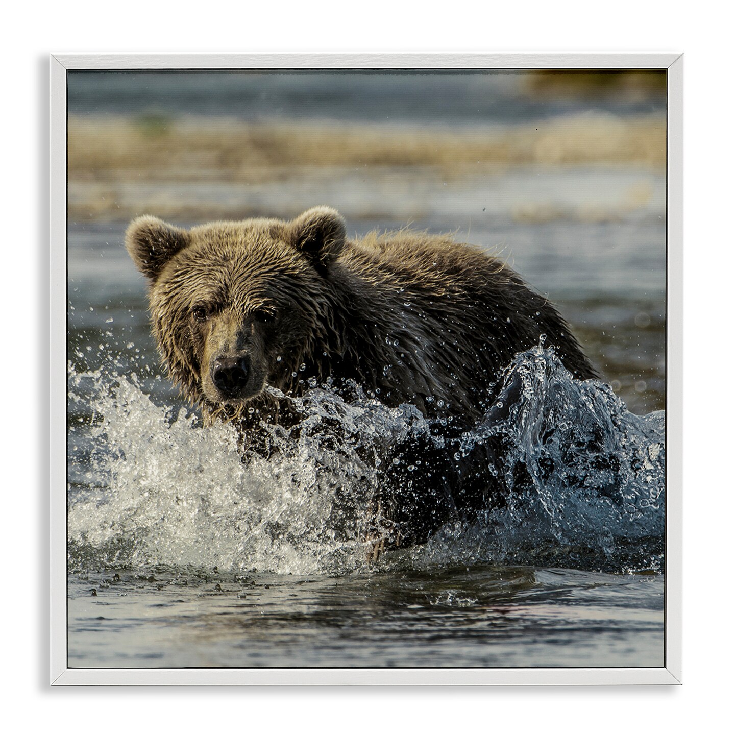 Stupell Industries Bear Splashing in River Framed Giclee Design by Danita Delimont