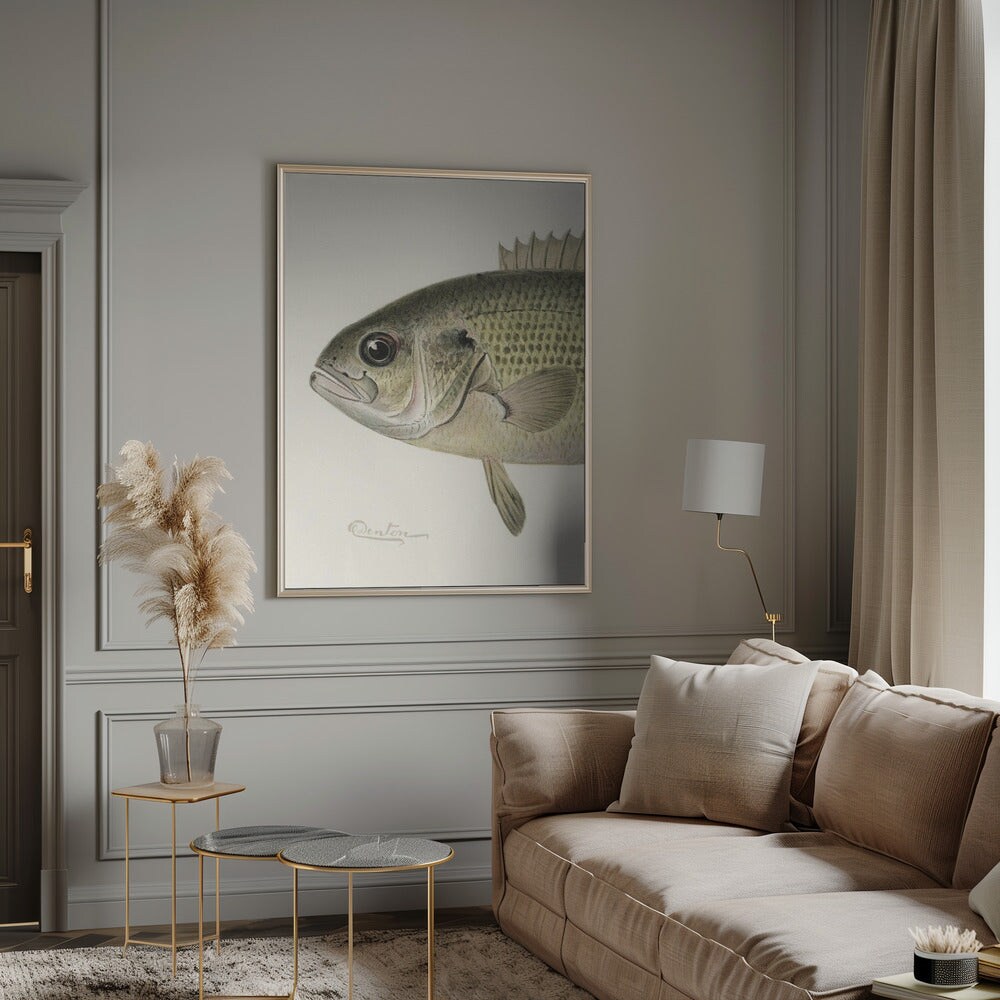 Rock Bass Crop - Sherman F. Denton 24x36 Black Framed Art | Home or Office Art