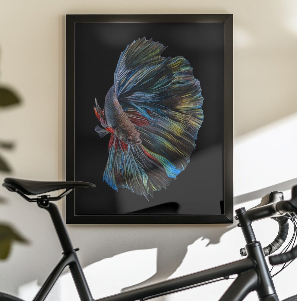 The  Betta Fish - Andi Halil 24x36 Black Framed Art | Home or Office Art