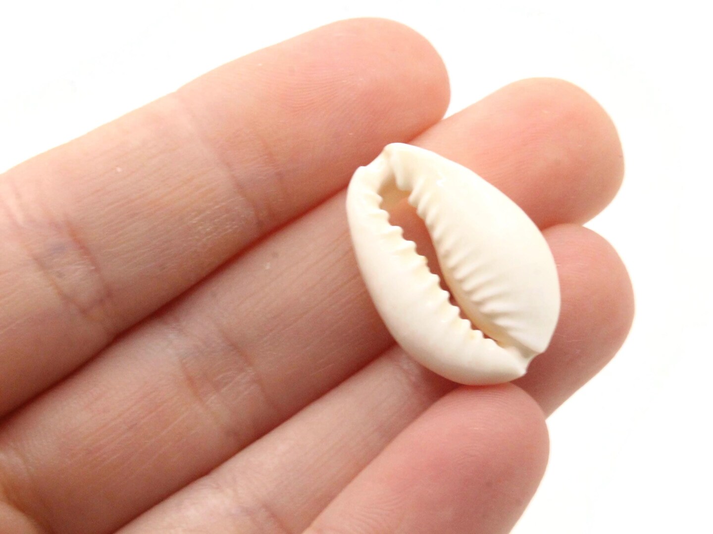 20 20mm Back Cut Cowrie Seashell Beads bK2