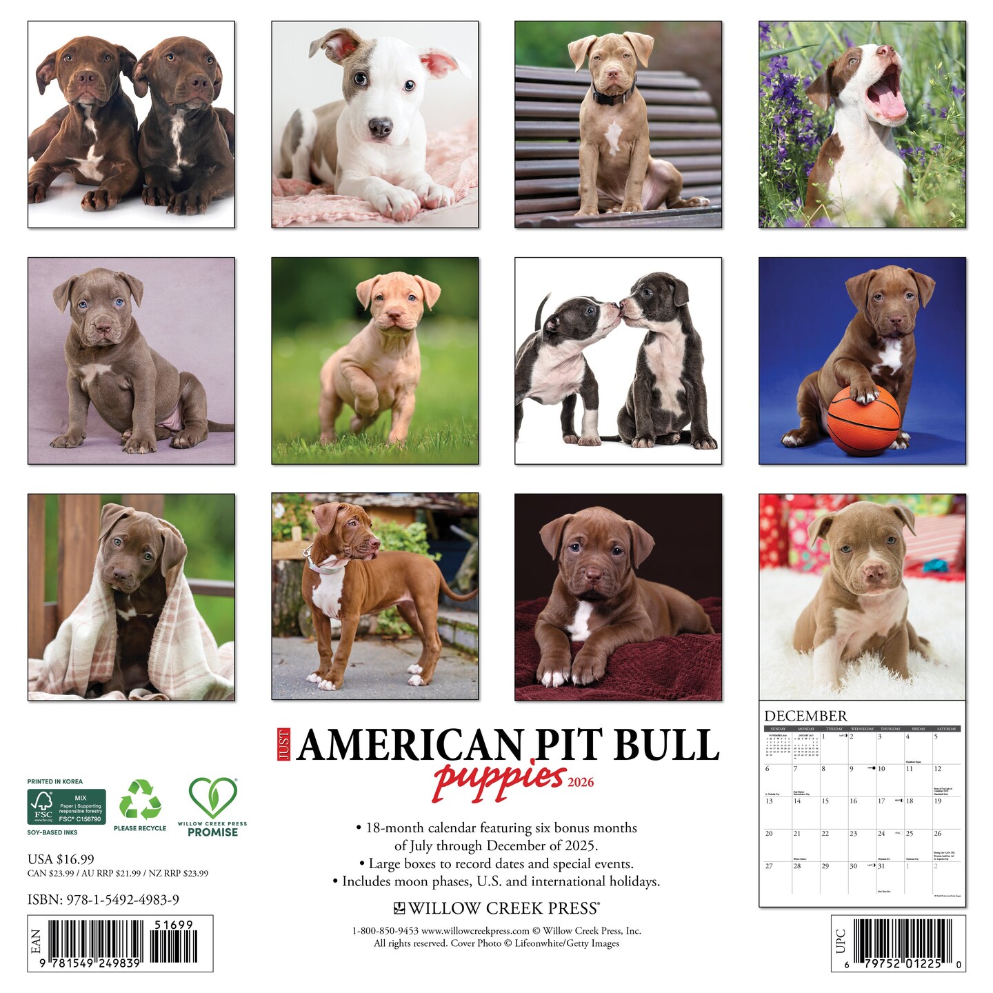 American Pit Bull Terrier Puppies 2026 Wall Calendar