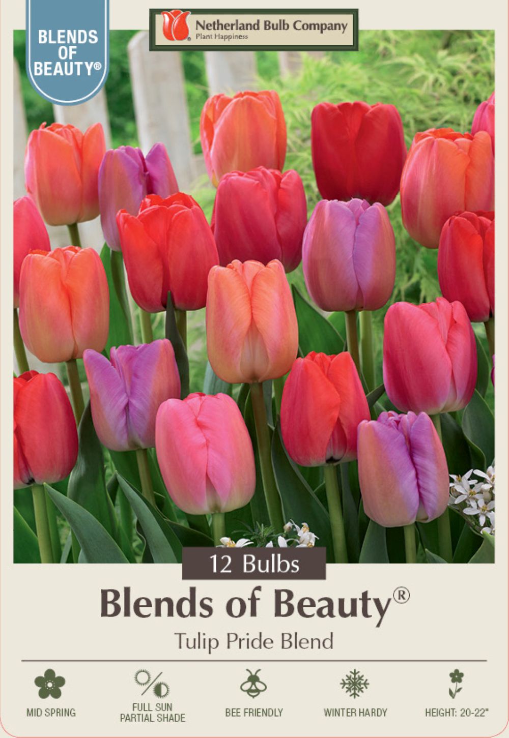 Pride Mix Darwin Tulip 12 Bulbs - 12/+ cm Bulbs - Large Flowers