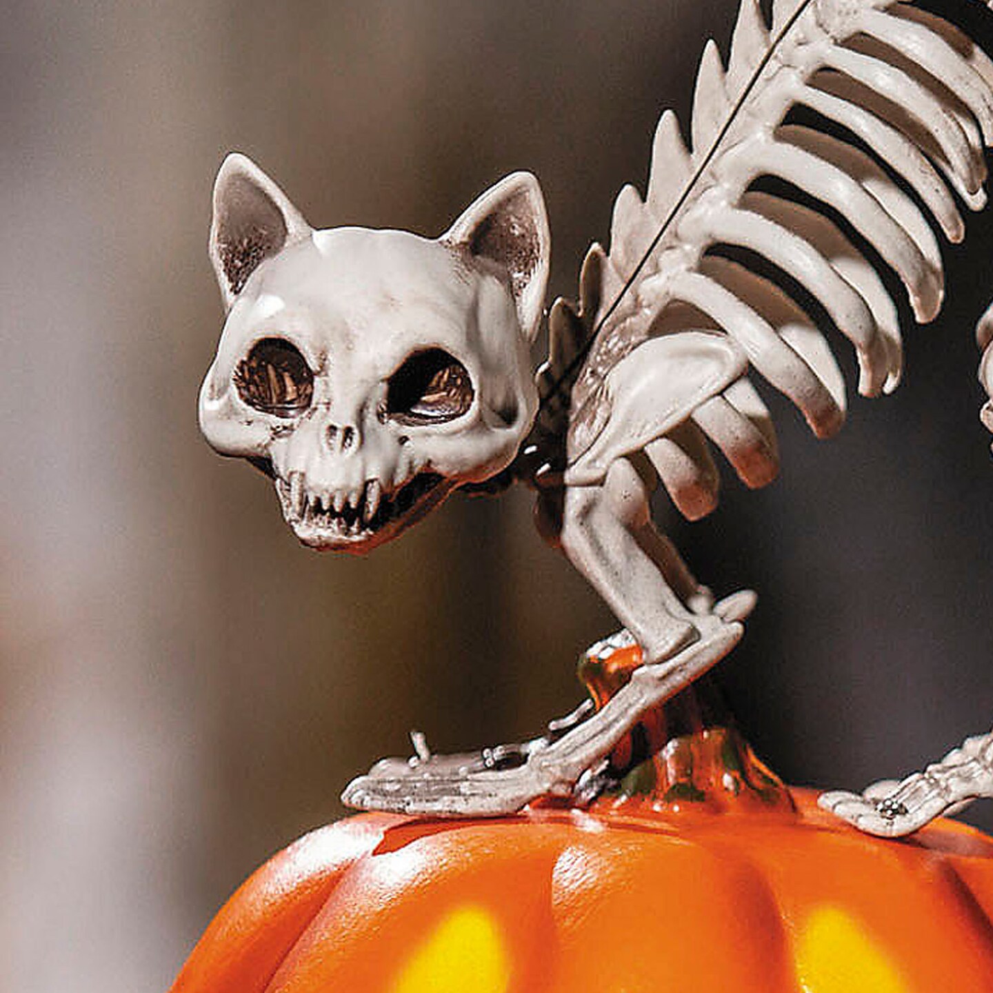 11 1/2 Animated Pumpkin with Skeleton Cat Tabletop Halloween Decoration