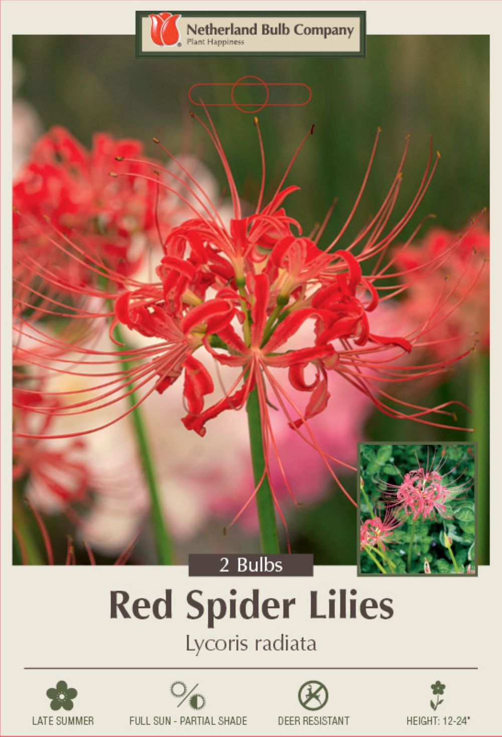 Red Spider Magic Lily - Lycoris radiata - 10/+ cm Bulbs - 2 Bulbs