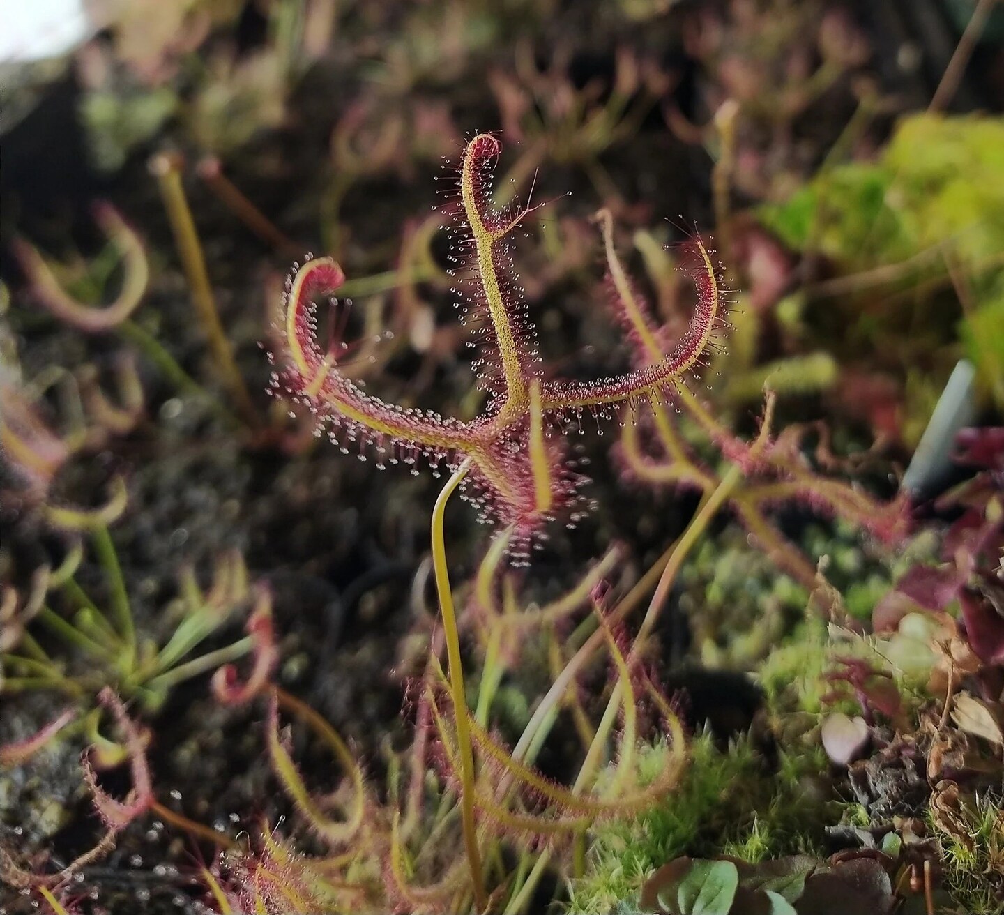 Drosera binata var. multifida 