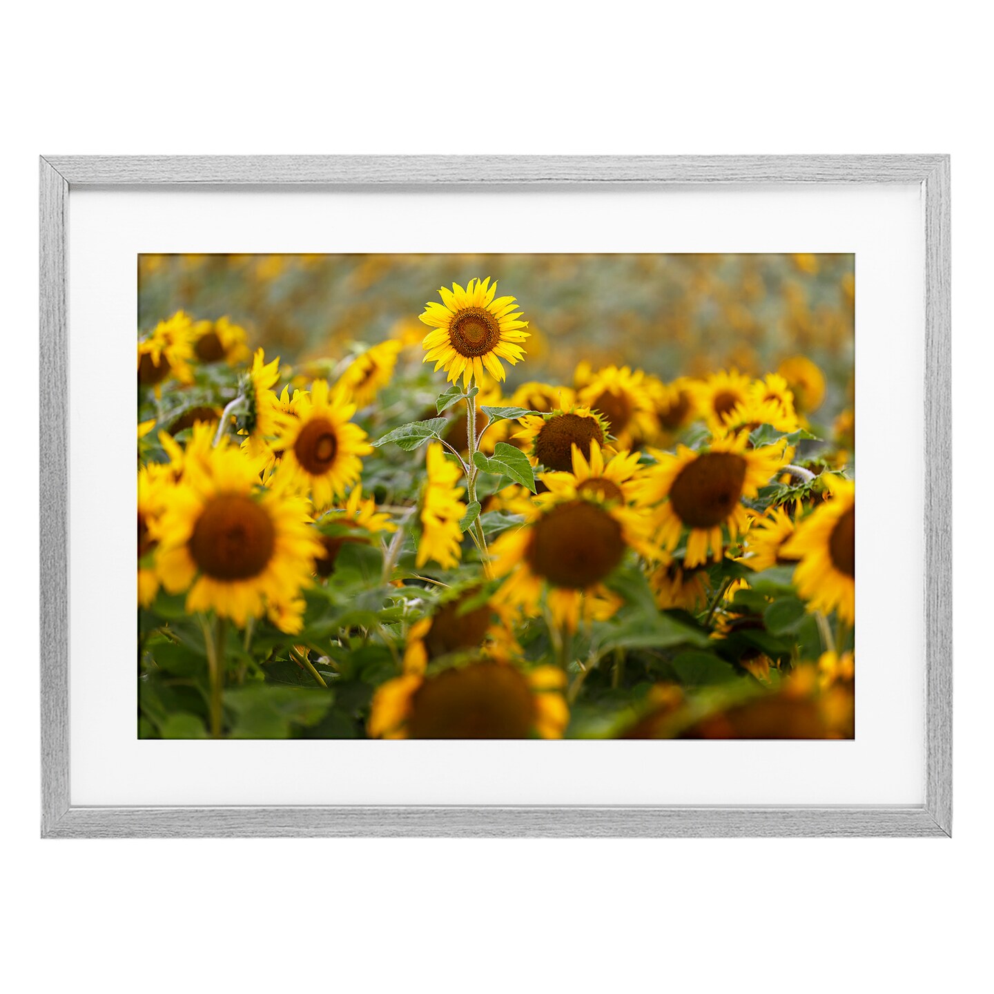 Stupell Industries Central Sunflower in Meadow Framed Print Under Glass, design by Andy Crawford