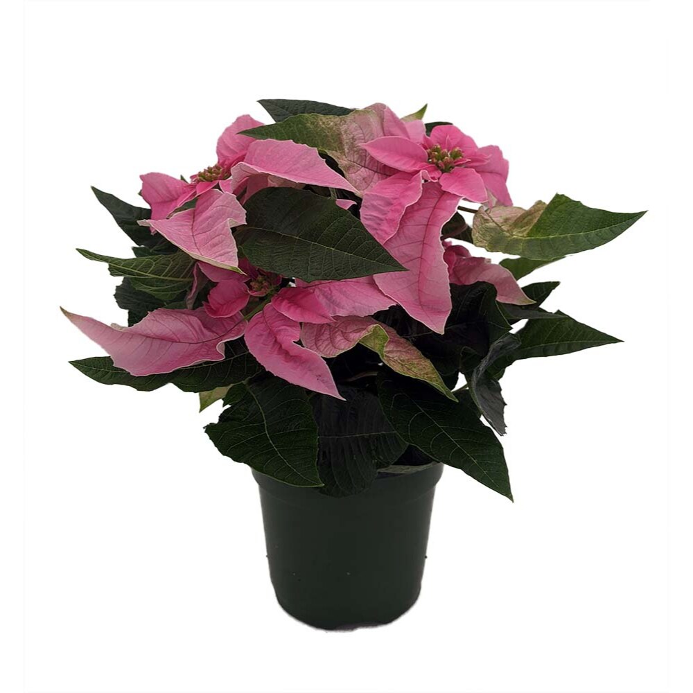 Surprise Poinsettia - Colors will Vary! - 4.5" Pot - Live Plant