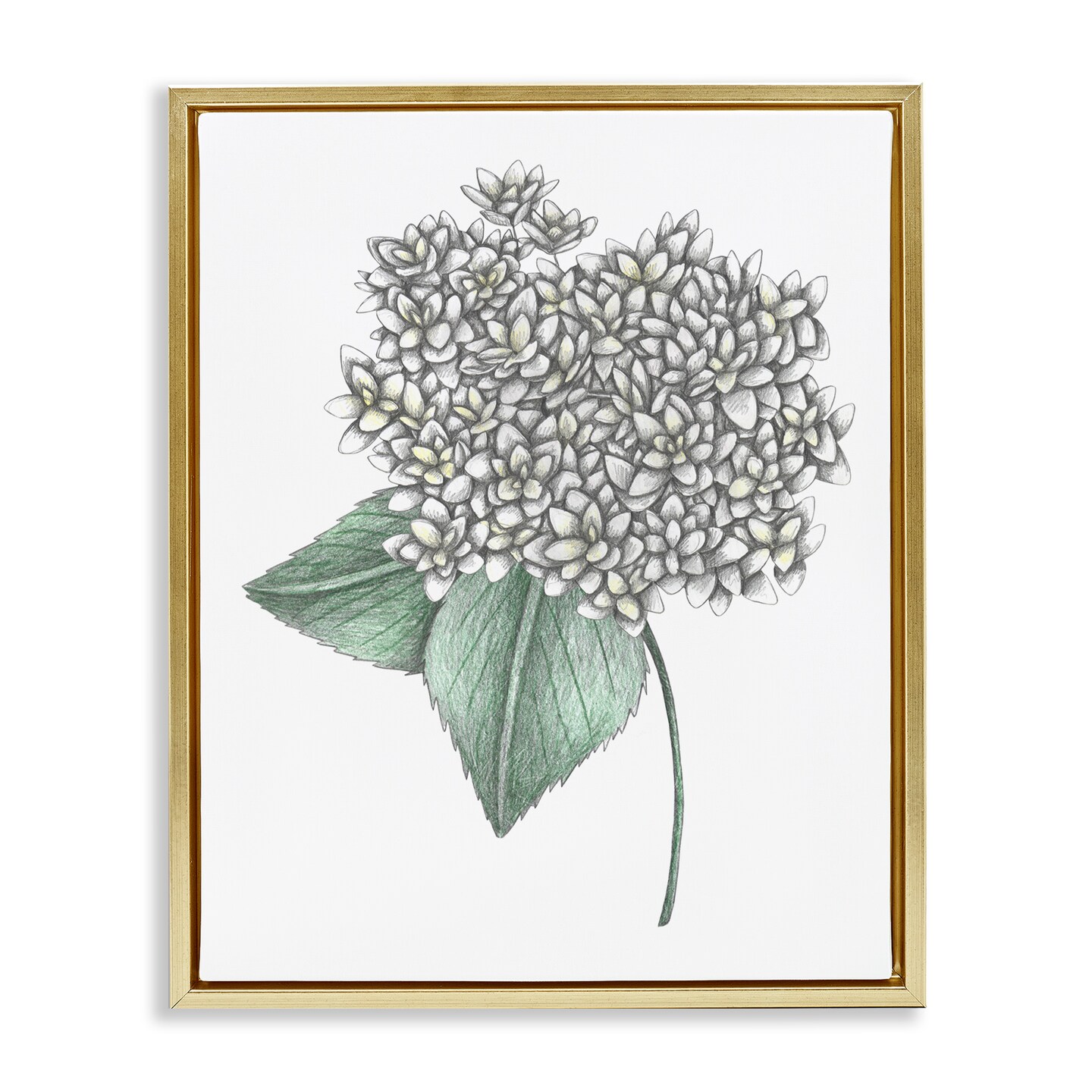 Stupell Industries White Hydrangea Sketch Blossom Floating Frame, design by Cecilia Battaini