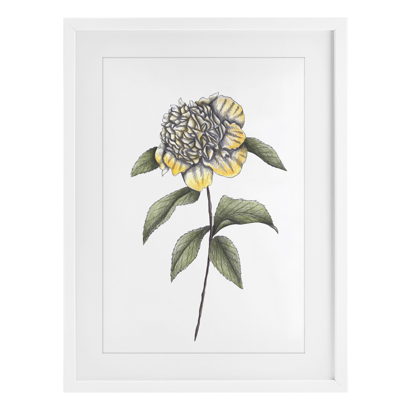 Stupell Industries Camellia Flower Illustration Framed Print Under Glass, design by Cecilia Battaini
