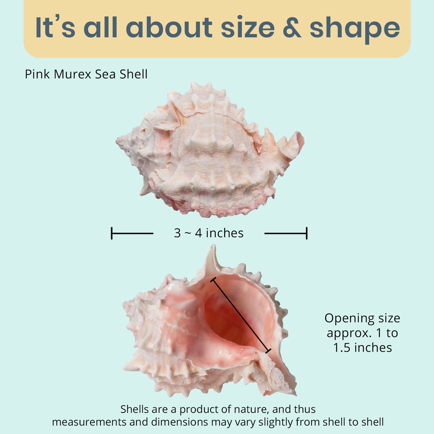 Hermit Crab Shells 3