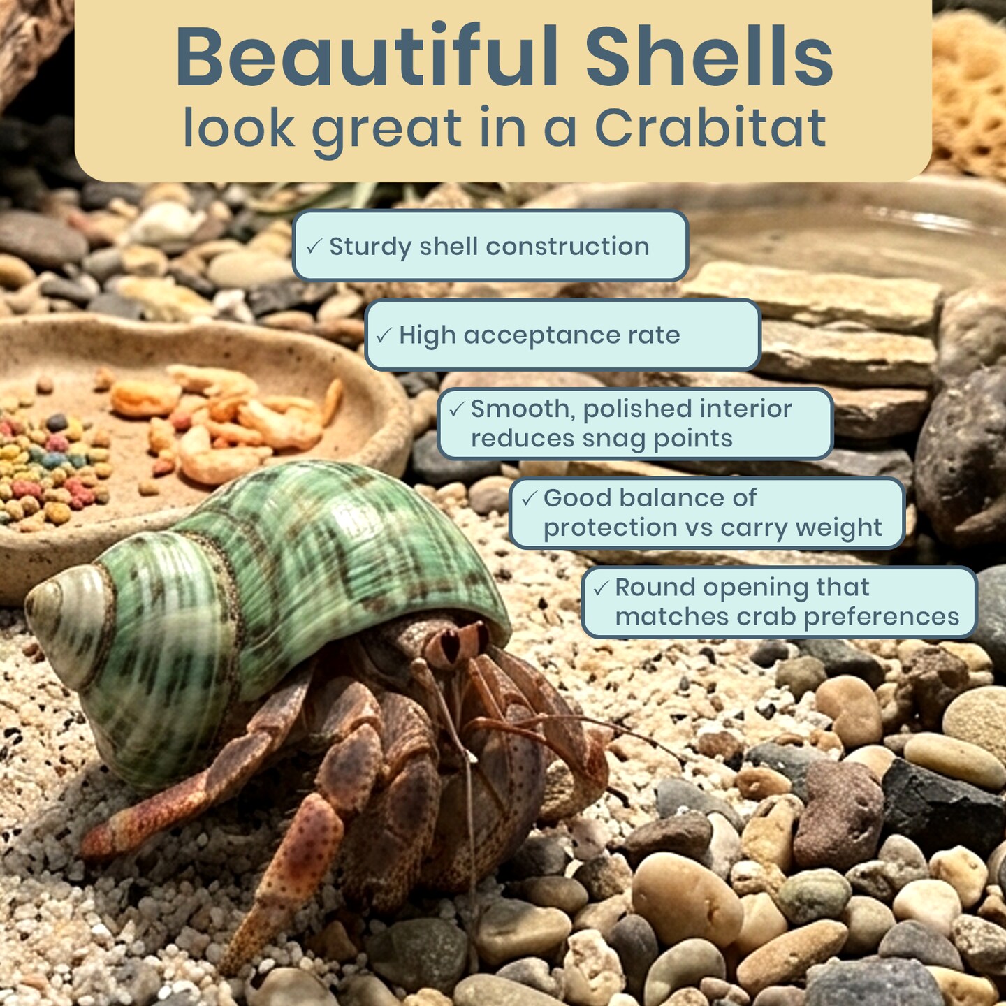 Hermit Crab Shells .75